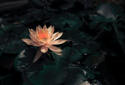 Lotus In Bloom
